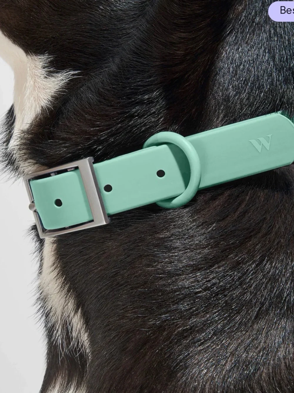 Wild One Seafoam Waterproof Dog Collar